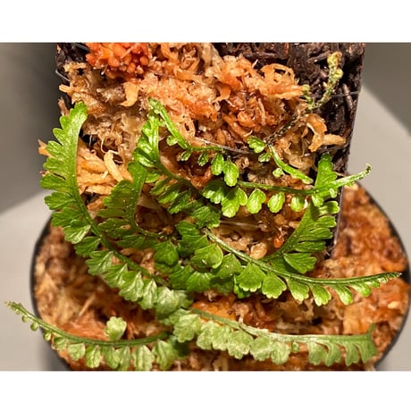 Teratophyllum aculeatum from Nanga pinoh [TB]