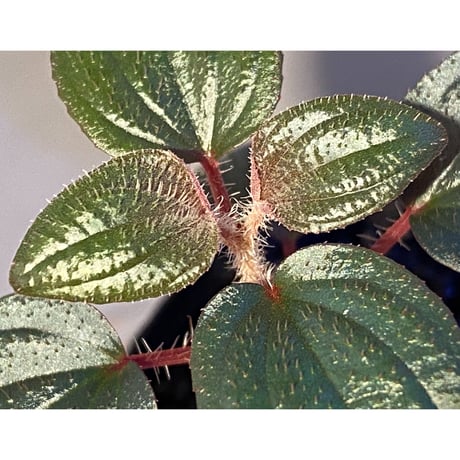 Phyllagathis rotundifolia [STRINGE PLANTS]