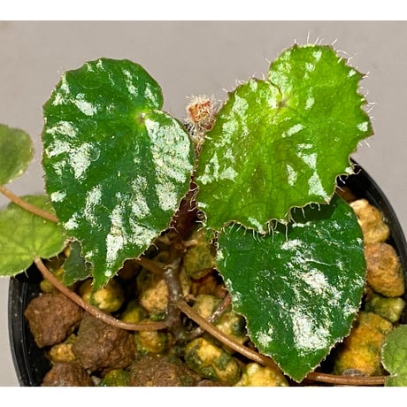 Begonia cf. ferox from Cao Bang [YH040519BK] TK