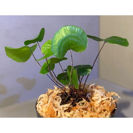 Adiantum reniforme