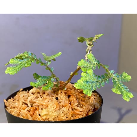 Selaginella willdenowii 伊藤蟻植物農園