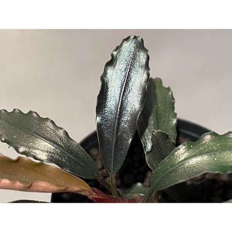 Bucephalandra sp. "Batang kawa" 組織培養水上育成株