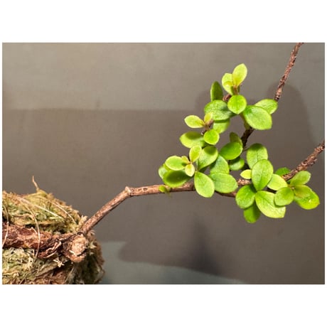 Agapetes cf. rubrobracteata from Y Ti, Lao Cai Vietnam