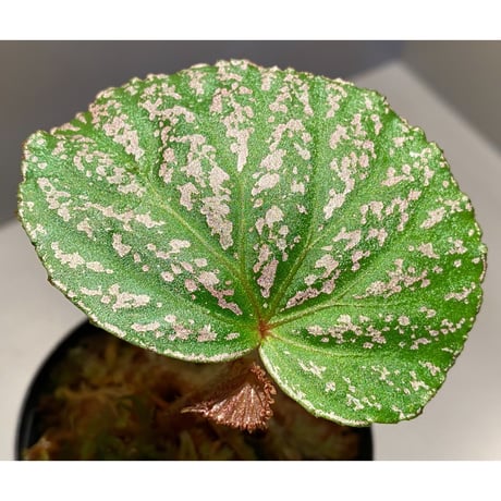 Begonia sp. from "Kayu lapis" Kalimantan barat [TB]