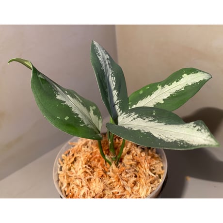 Aglaonema pictum from Aceh sumatera [GT1803]