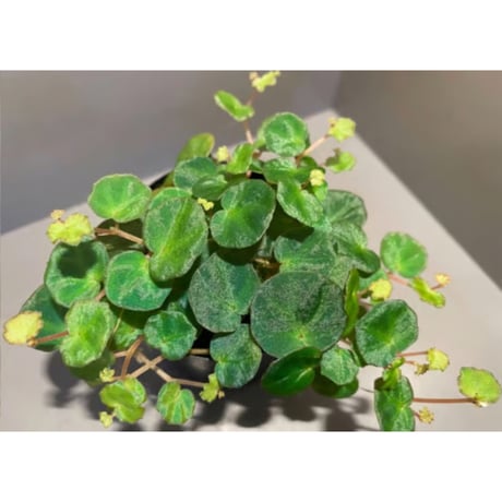 Begonia lichenora (sp.Mini) from Kalimantan Sarawak border [LA]