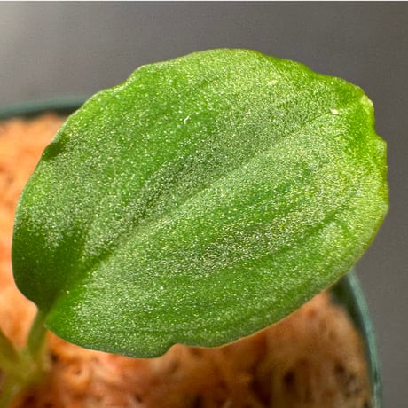 Homalomena sp. from Solok sumatera [LA0616-03]