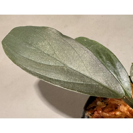 Homalomena sp. "濡烏" from Riau sumatera [LA0518-02]