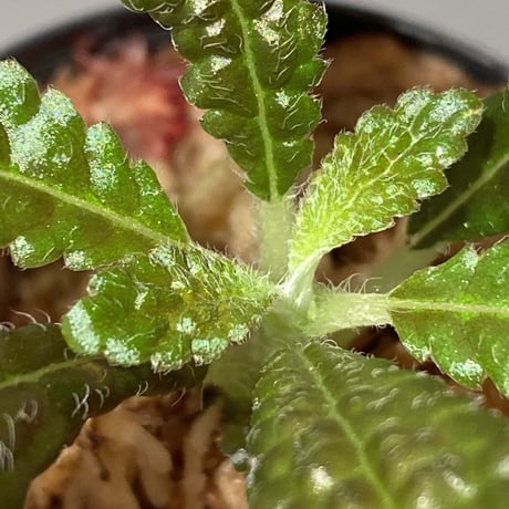 Nautilocalyx pemphidius