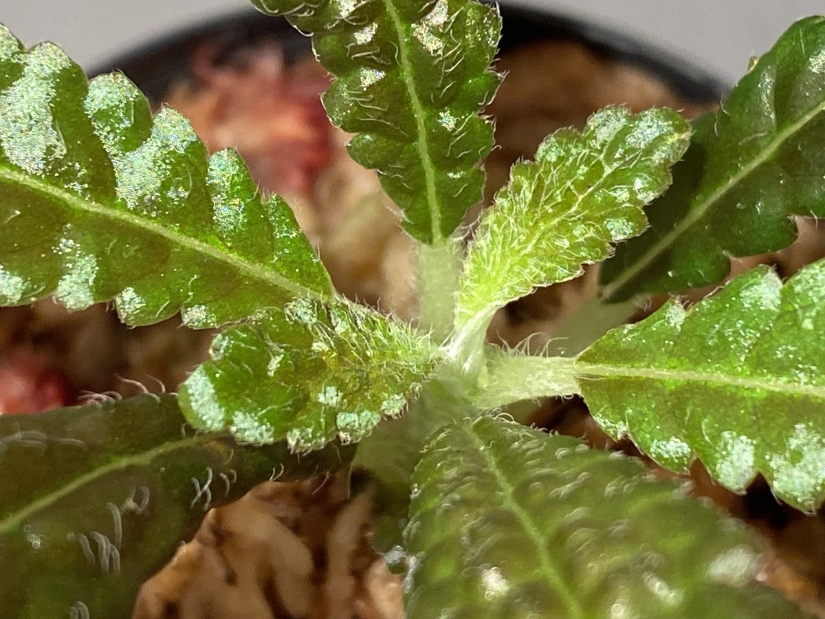 Nautilocalyx pemphidius | M・R・G・R