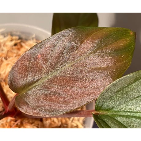 Homalomena sp. from Pahang Malaysia [R0718-02] RIO