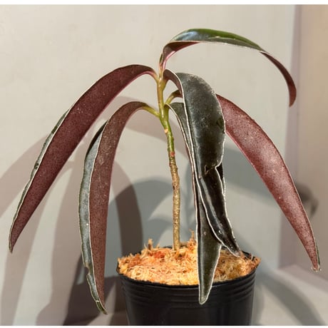 Labisia sp. from Landak West Kalimantan