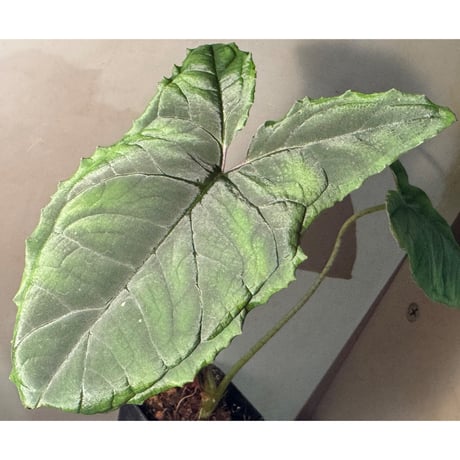 Chlorospatha atropurpurea from Ecuador