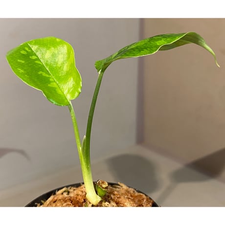 Schismatoglottis sp. from Kapuas hulu Kalimantan barat