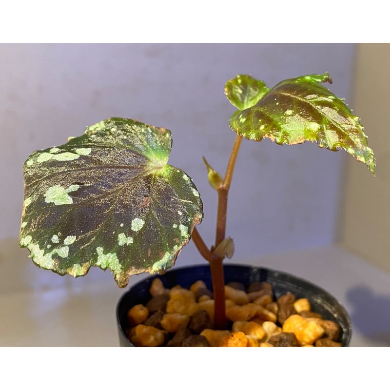Begonia sp. from North Toraja [S0919-06] 伊藤蟻植物農