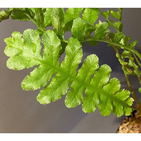 Blechnum brasiliense "Volcana" ②