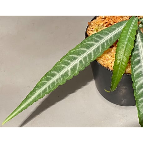 Ardisia sp. DCF from Sibolga Utara [HW0418-08c]