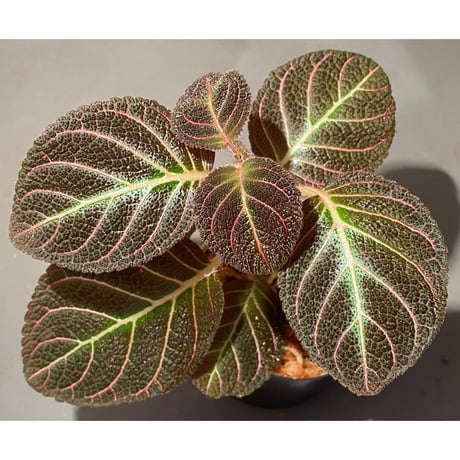 Pearcea hypocyrtiflora from Rio Napo Ecuador [tanakay] 赤葉脈