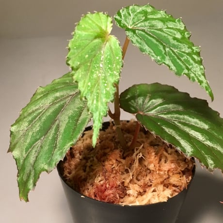 Begonia sp. Nueva Vizoaya 1500m from Luzon Philippines [YFK]