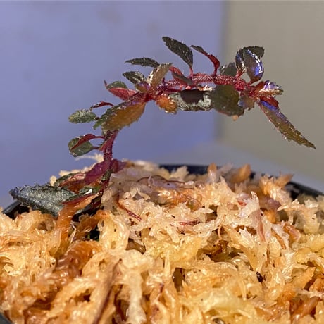 Triolena pileoides from Ecuador