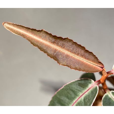 Labisia sp. from Kapuas hulu Kalimantan barat