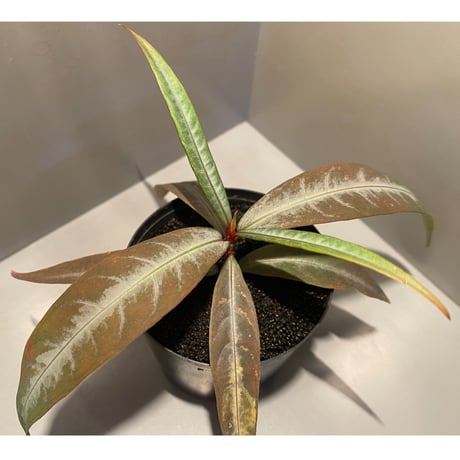 Labisia sp. from "Lebong" Bengkulu [TB]