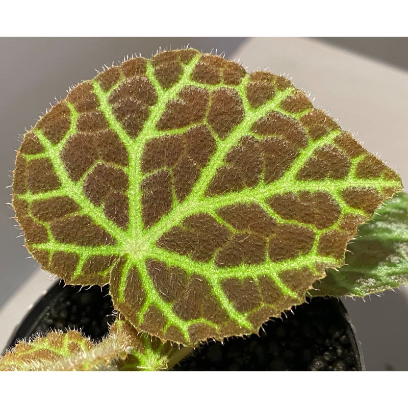 Begonia sp . from Sumpur [TK031117] | M・R・G・R