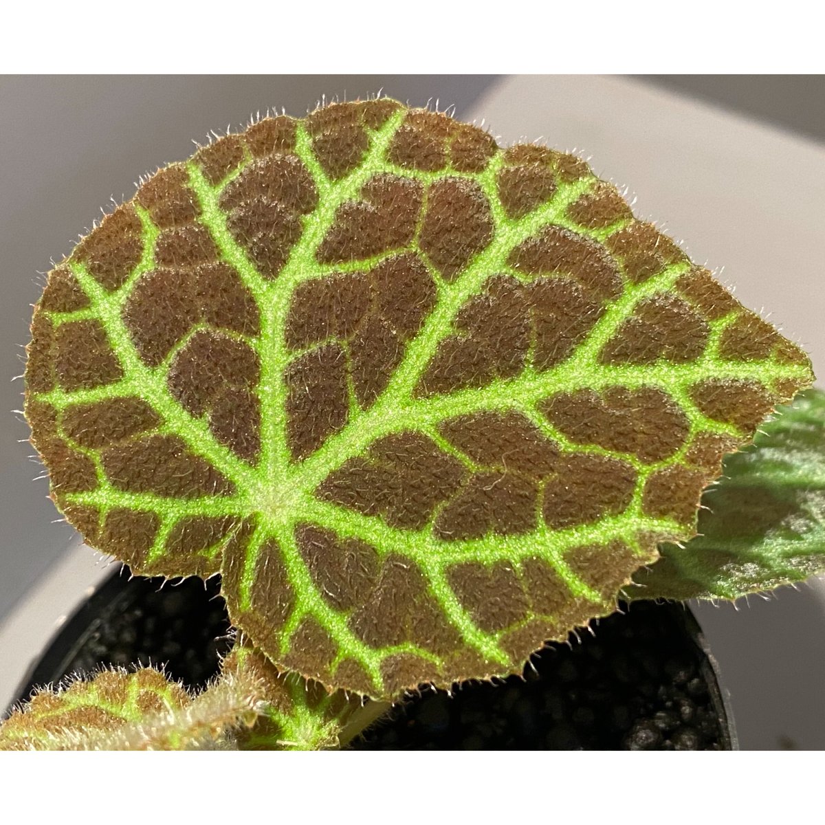 専用❣️Begonia Begonia sp . from Sumpur [TK031117] | M・R・G・R