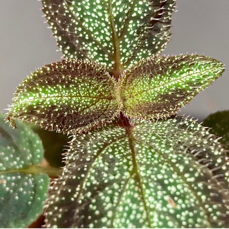 Sonerila sp. from Phitsanulok