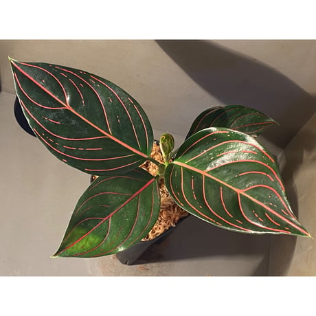 Aglaonema rotundum tiger