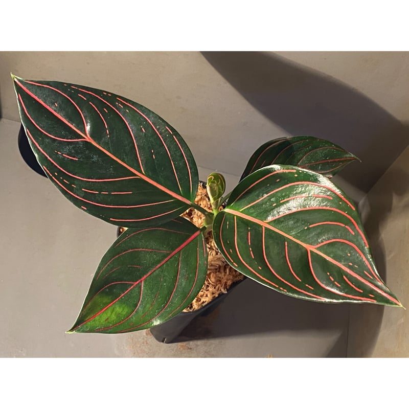 Aglaonema rotundum tiger | M・R・G・R Aglaonema rotundum tiger | M・R・G・R