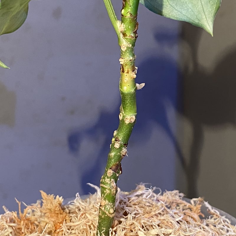 Aglaonema pictum tricolor 