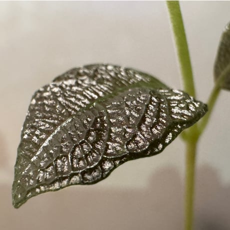 Ophiorrizha sp. from Kapuas hulu West Kalimantan