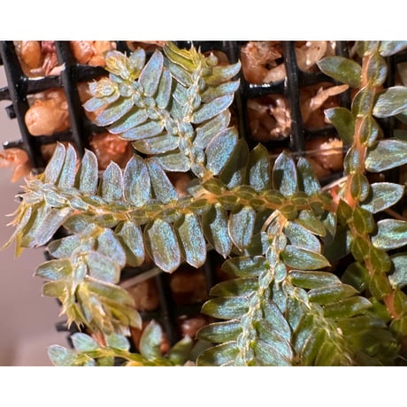 Selaginella willdenowii
