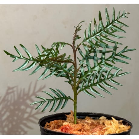 Labisia sp. from Central Papua