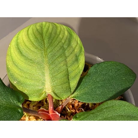 (大株) Homalomena sp. "Tutut" from Meulaboh [AZ0119-4]