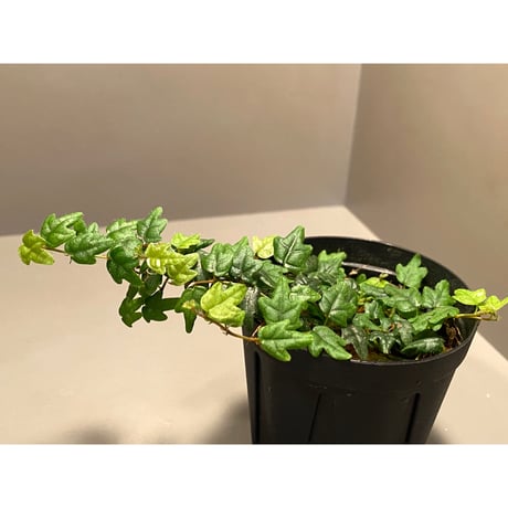 Ficus thunbergii Maxim. from Mie Japan (ヒメイタビ 三重産)
