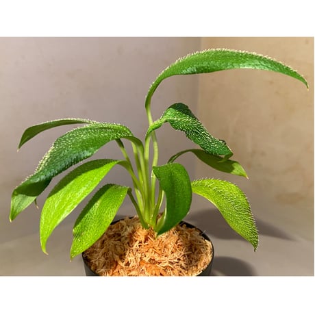 Homalomena hasei "狐尾" from Aceh sumatera [LA0214-4]