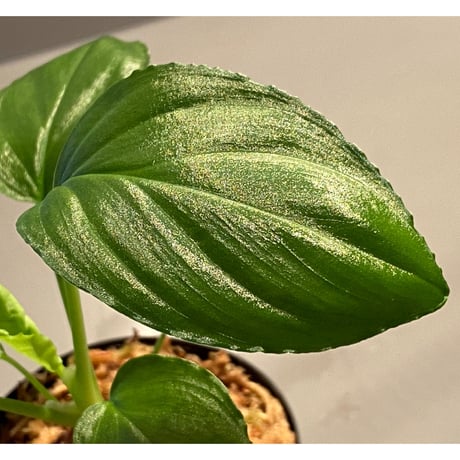 Homalomena sp. "Emerald Silver × ?" wf1 from Kepulauan Riau [KZT]