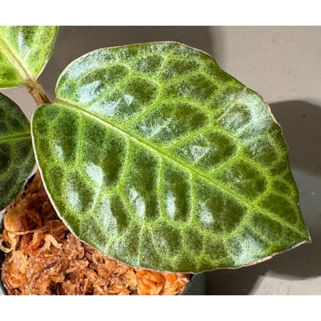 Ardisia sp. "Turtle Back"