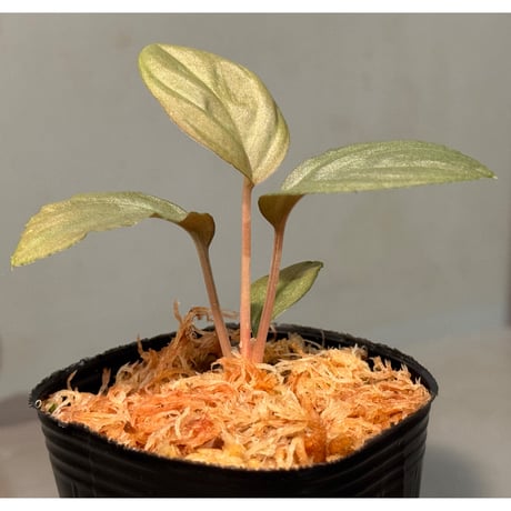 Homalomena sp. "Silver Red" from Peninsular Malaysia [AZ0515-4]