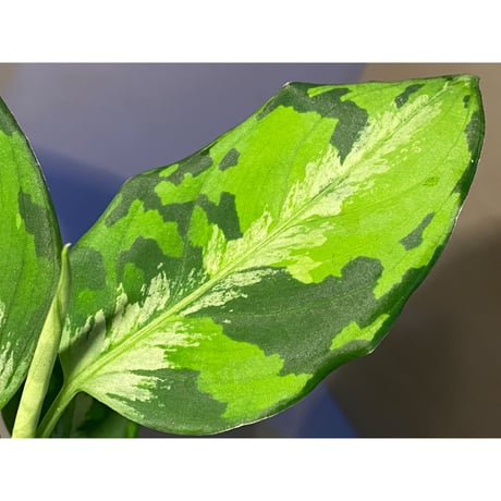 Aglaonema pictum "マルチカラー白玉" D.F.S from Sumatera barat [AZ0912-1]