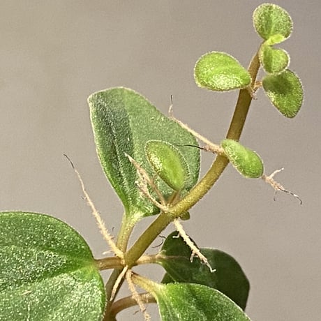 Peperomia sp. from Mt. Grupoka 1800m, East Highland, PNG