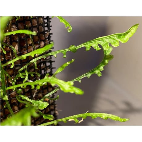 Teratophyllum aculeatum from Nanga pinoh [TB]