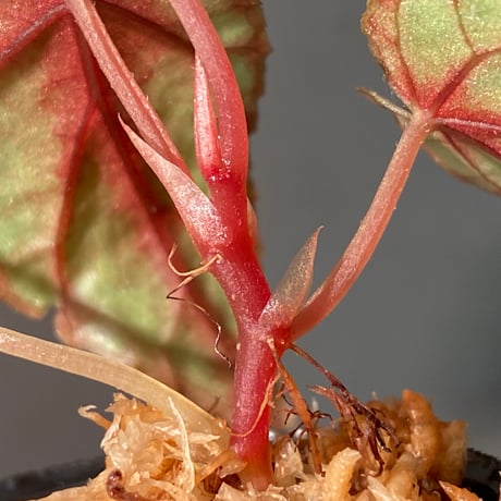 Begonia handelii var. prostrata from Viet Nam