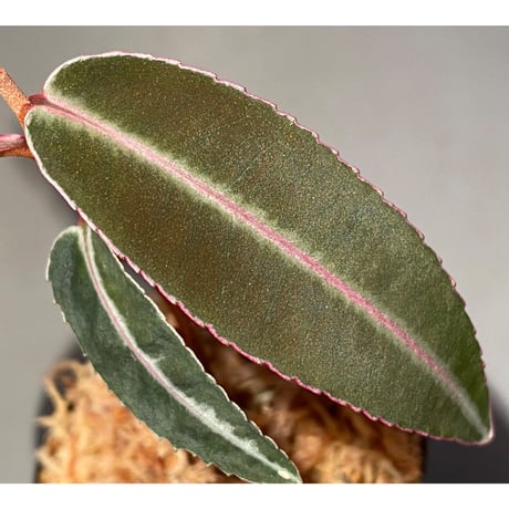 Labisia sp. from Kapuas hulu Kalimantan barat