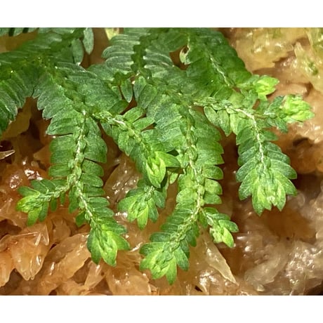 Selaginella biformis [STRINGE PLANTS]