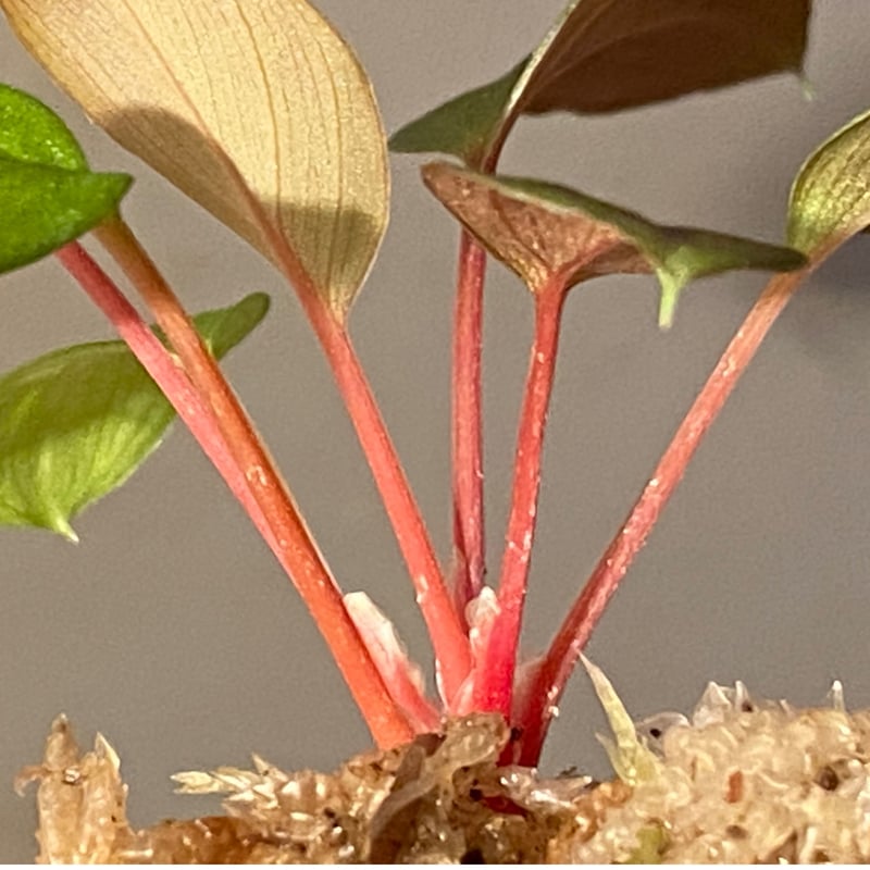 【TB便正規タグ付き】Ooia secta【TB1105】 ホマロメナ オオイア ホマロメナsp.“濡烏” Homalomena【LA0518-02】No-003 | ブルー