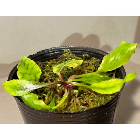 Cryptocoryne nurii "Lga-9" Pulau Lingga [HW0622-14]