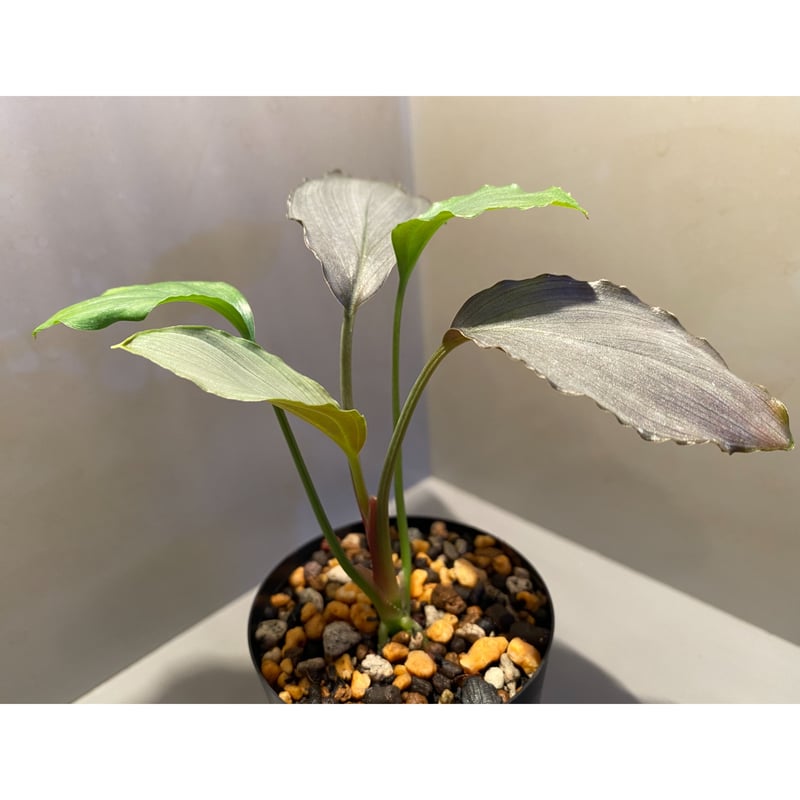 LA便 Homalomena sp.Papua【LA0021-05z】ホマロメナ LA便 Homalomena sp.Papua【LA0021-05z】ホマロメナ - メルカリ